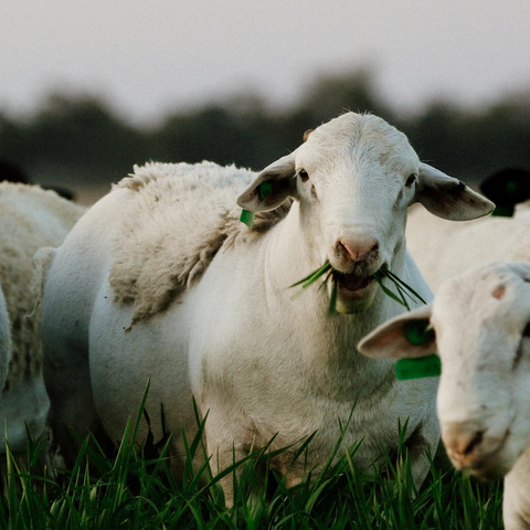 Pasture Fed vs Grain Fed Lamb... What's all the fuss about?