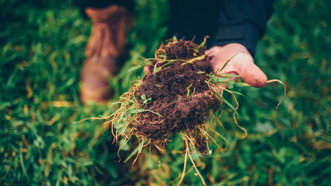 Our Grass Roots Secret Behind Producing Some of Australia's Best Lamb